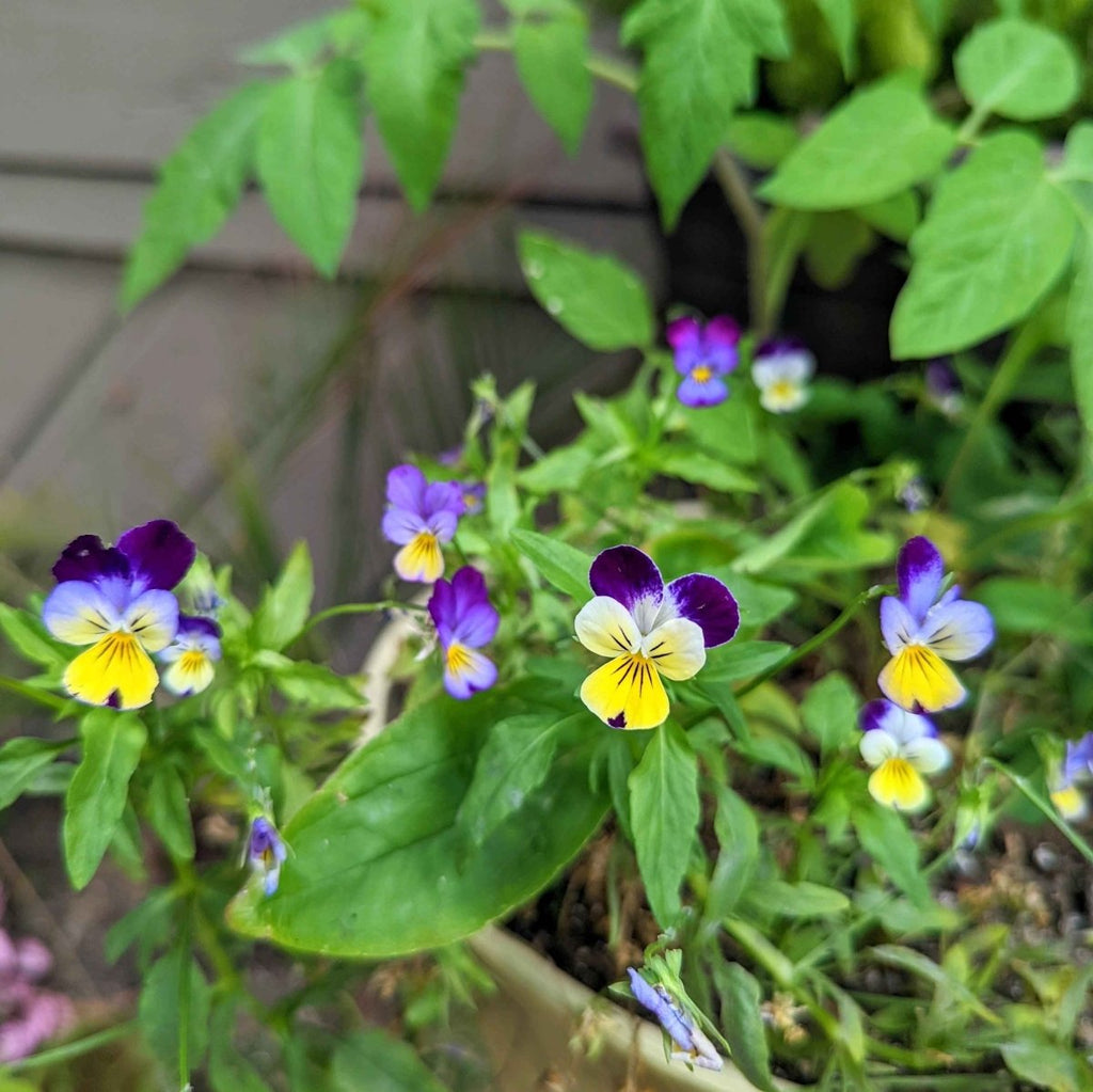 Viola Johnny Jump-Up Seeds, view 5