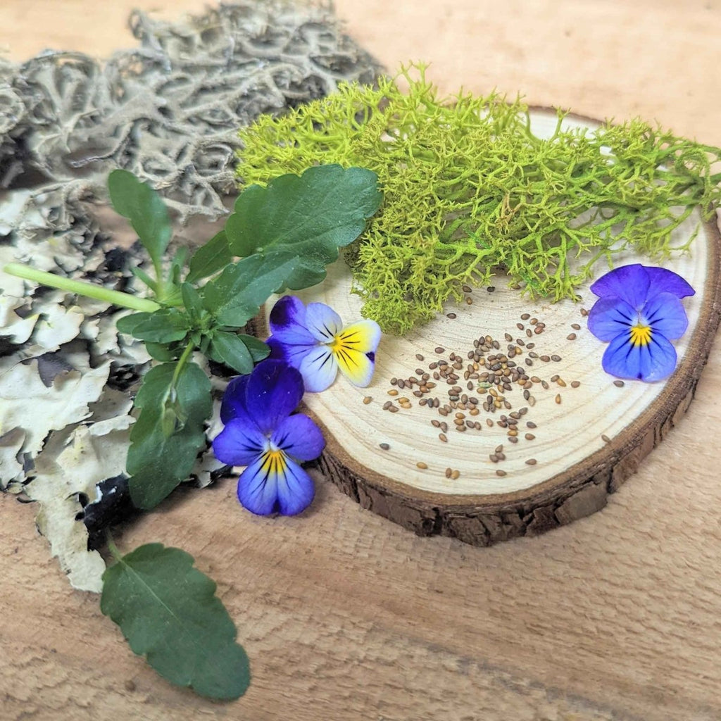 Viola Johnny Jump-Up Seeds, view 3