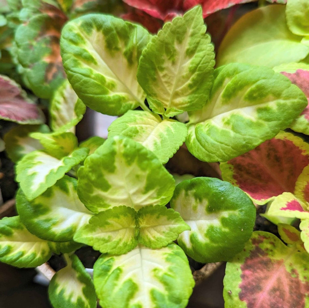 Wizard Coleus Mix Seeds, view 12