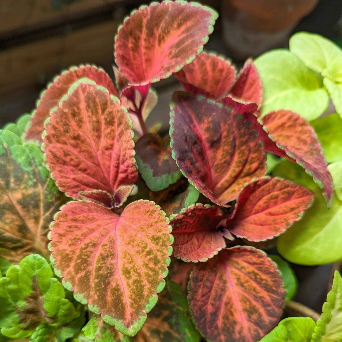 Wizard Coleus Mix Seeds, view 8