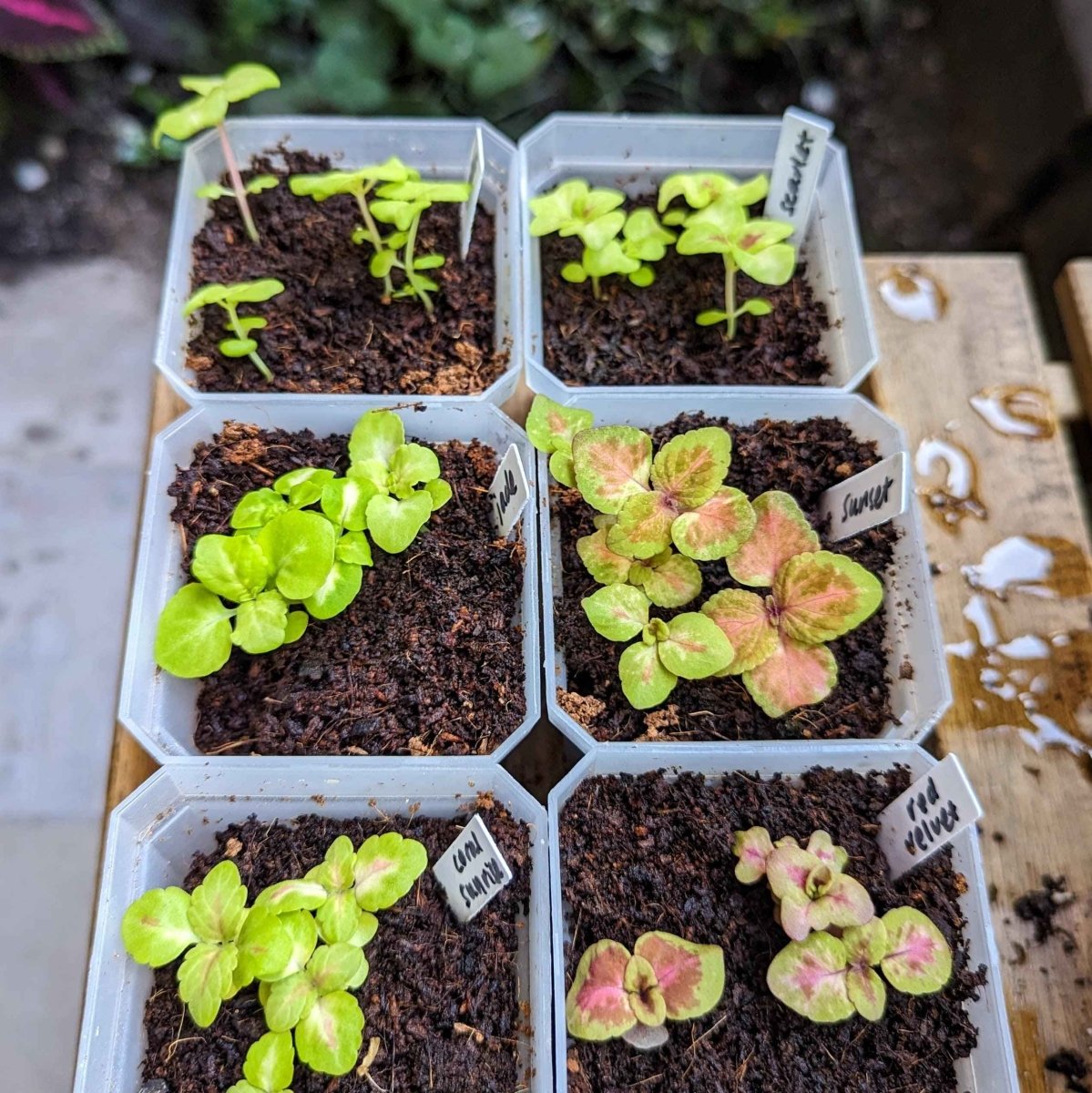 Wizard Coleus Mix Seeds, view 5