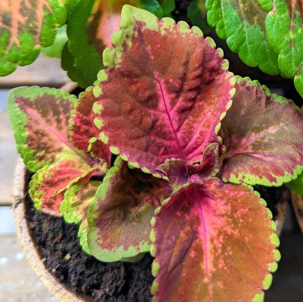 Wizard Coleus Mix Seeds, view 9