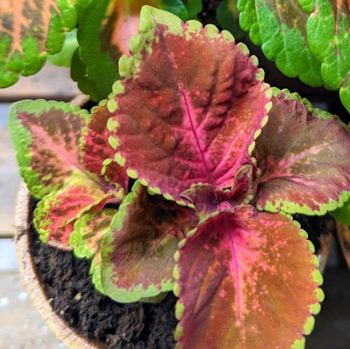 Wizard Coleus Mix Seeds, view 9
