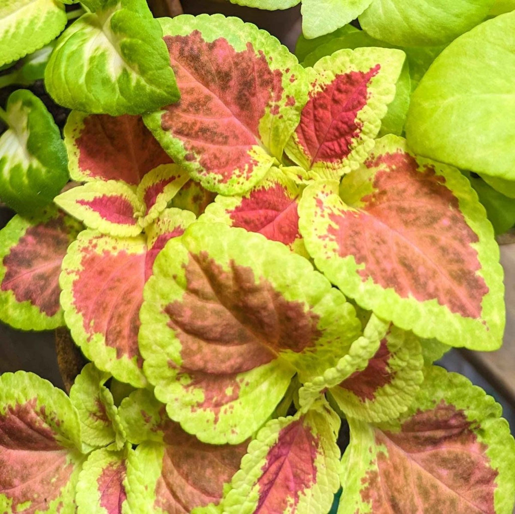Wizard Coleus Mix Seeds, view 10