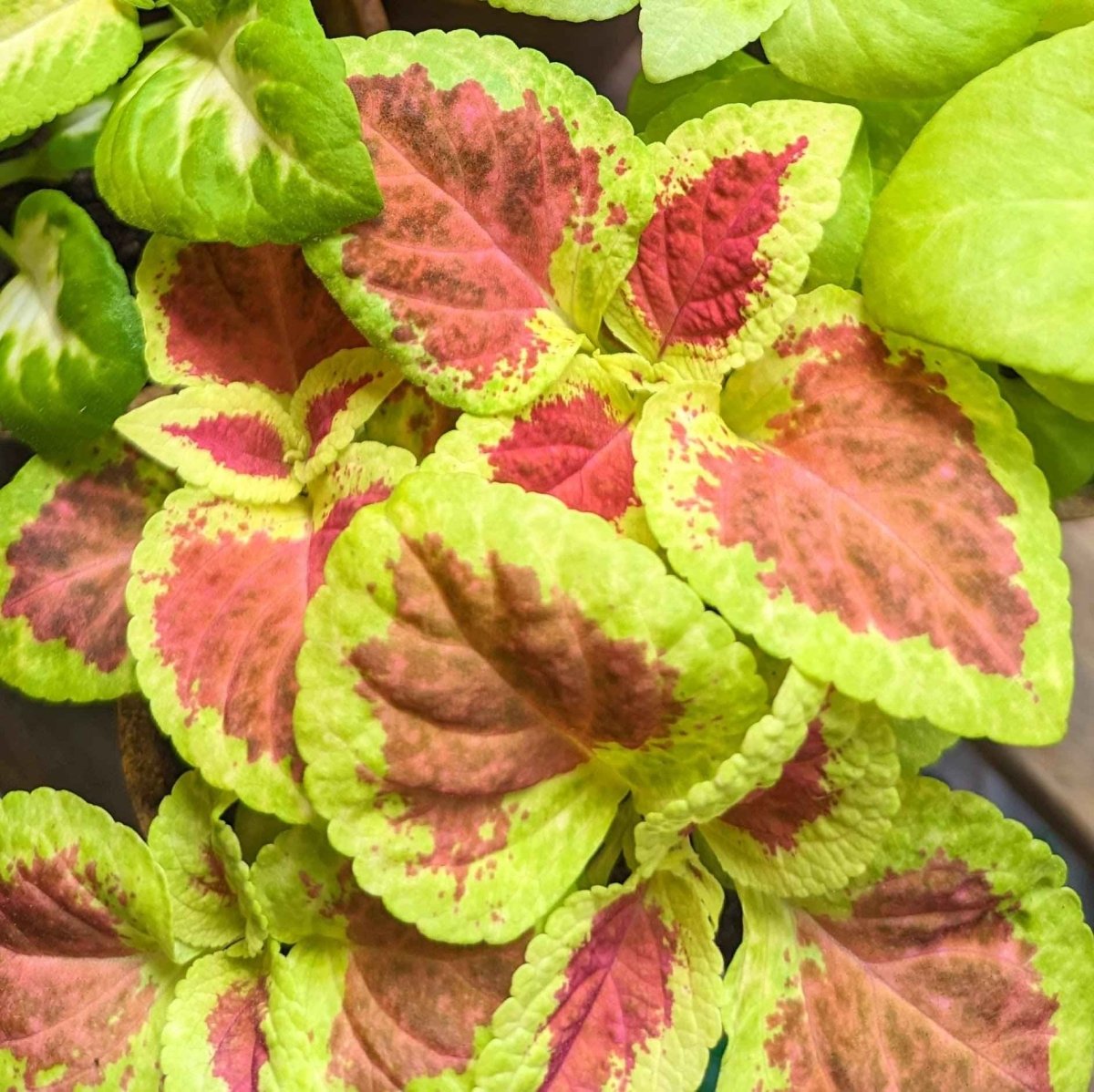 Wizard Coleus Mix Seeds, view 10