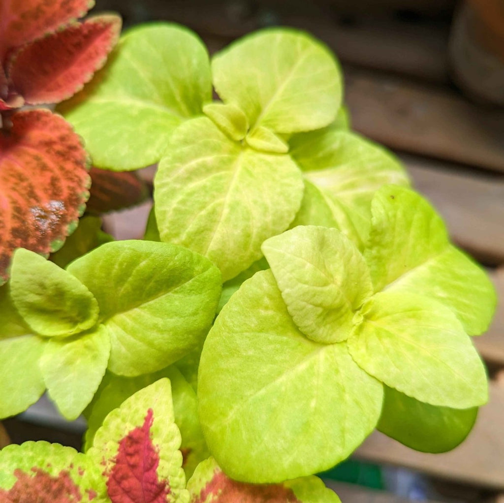 Wizard Coleus Mix Seeds, view 11