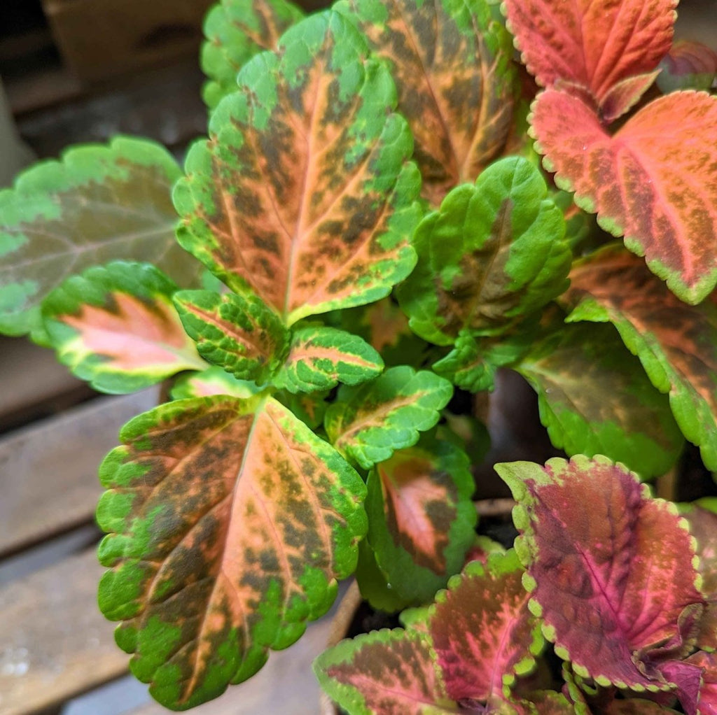 Wizard Coleus Mix Seeds, view 6