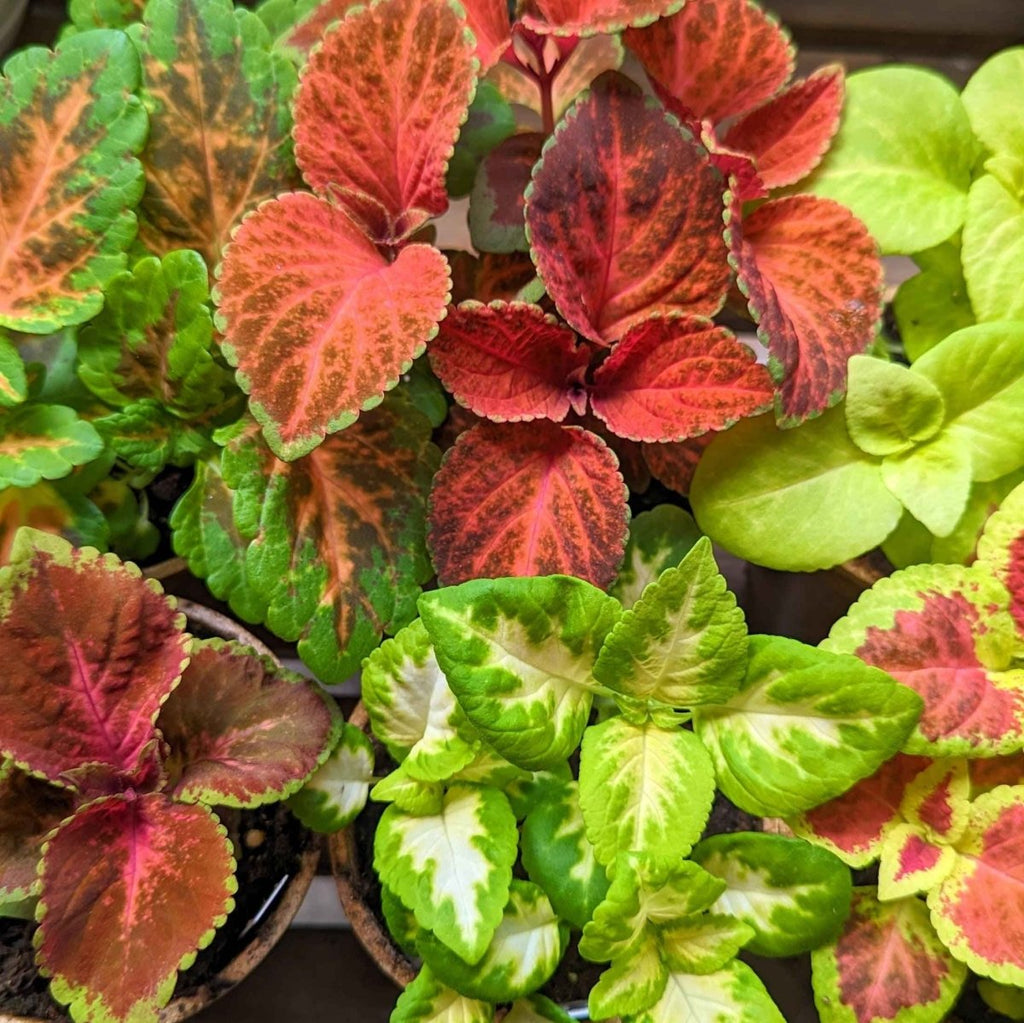 Wizard Coleus Mix Seeds, view 4