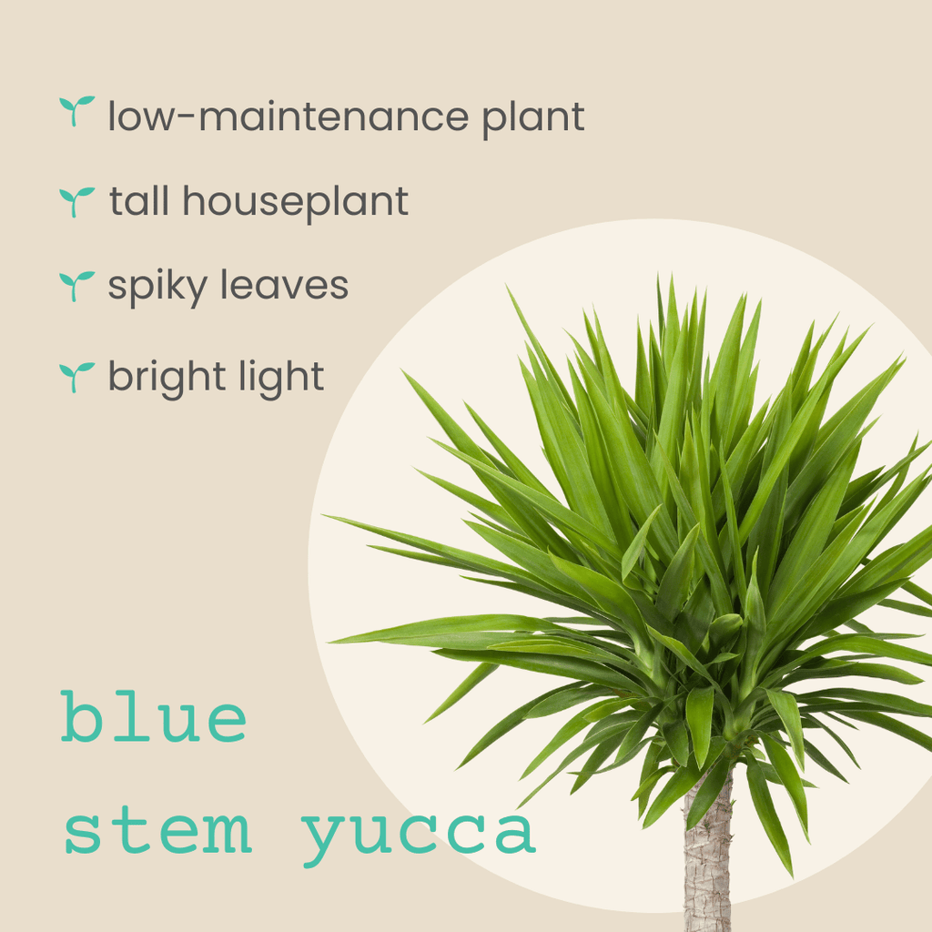 Yucca Baccata 'Blue Stem Yucca' Seeds, view 3